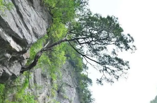 tai o: the efficacy and functions of agarwood essential oil, sandalwood essential oil and thuja essential oil(pic16)