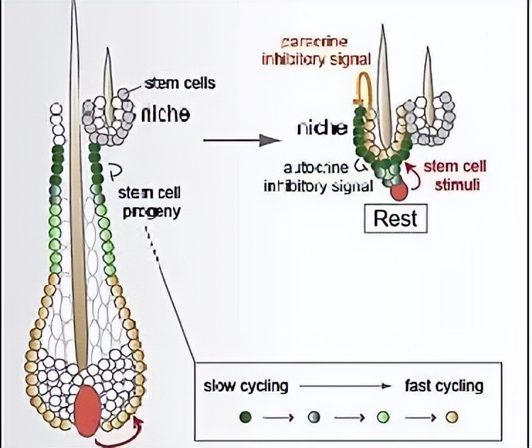 Popular science | the 200 million people suffering from hair loss are saved this time!(pic9)
