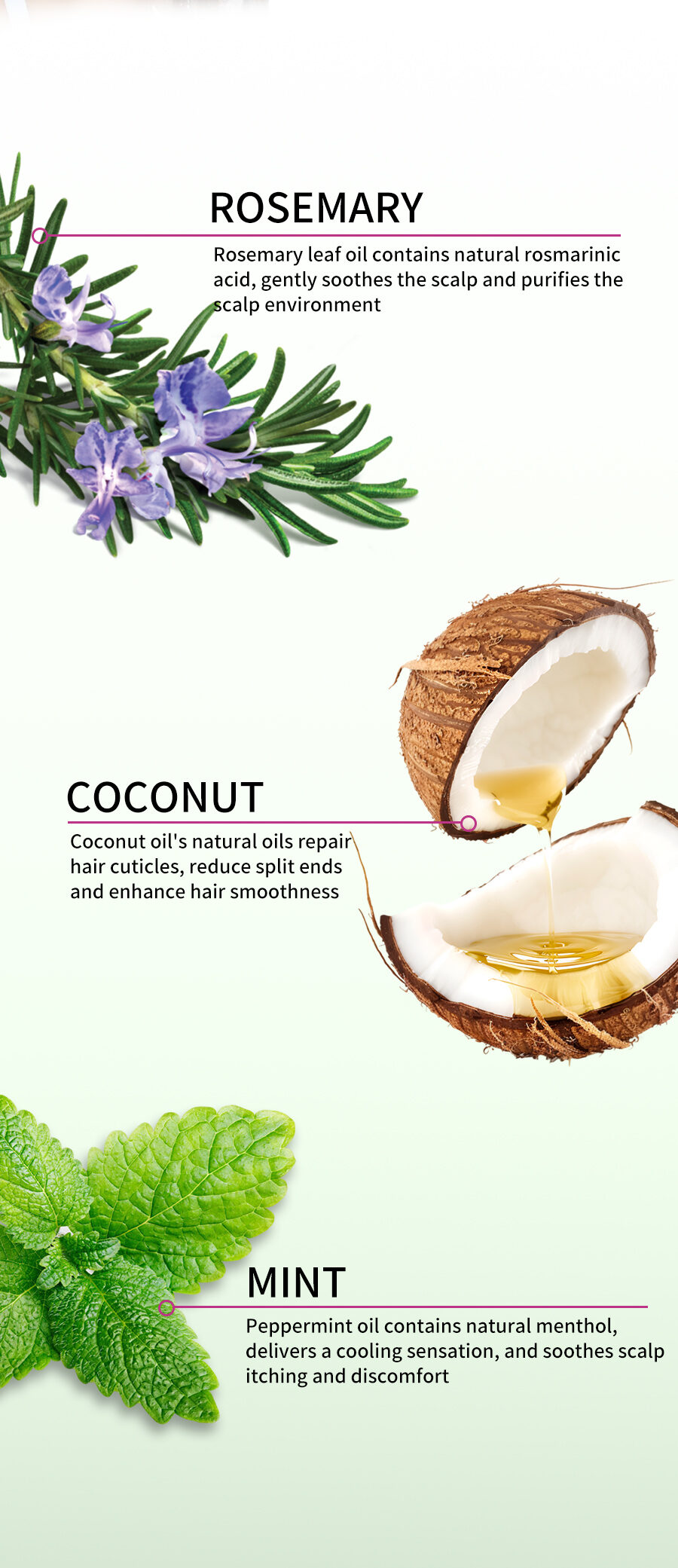 Greenlem Rosemary Mint Shampoo with Botanical Ingredients, Invigorating & Refreshing Scalp Care for Healthy Hair(pic4)
